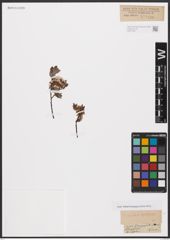 Foto von Salix aurita L. x Salix myrtilloides L.